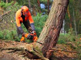 Best Tree Mulching  in Bradford, TN