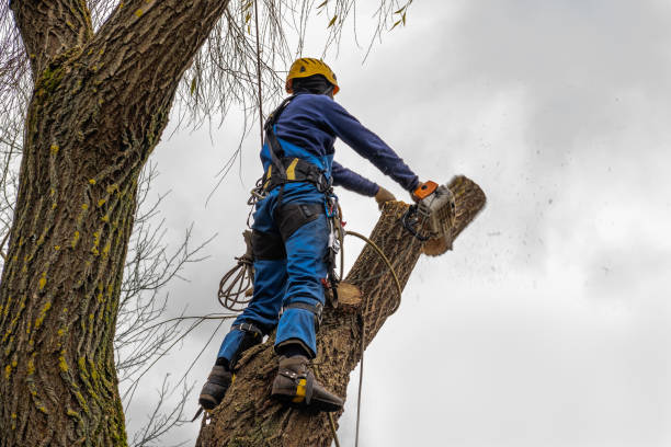 Best Storm Damage Tree Cleanup  in Bradford, TN