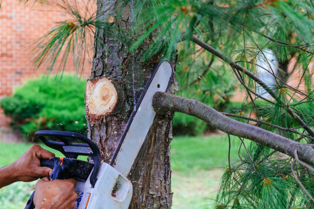 Best Utility Line Clearance  in Bradford, TN